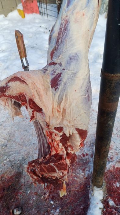 Откорм бұқалар сатамыз