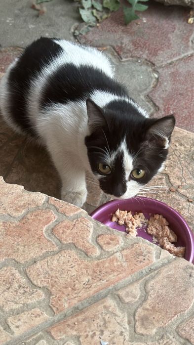 Отдам котенка в добрые руки