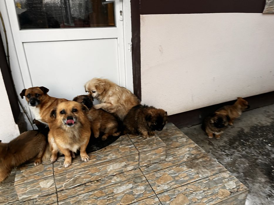 Donez catelusi pichinezi soricari