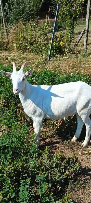 Ieduta sannen de vânzare