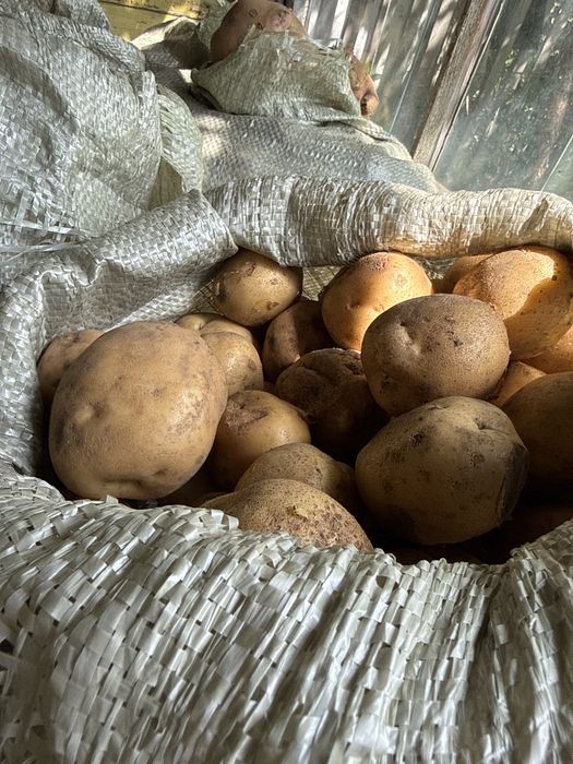 Продам картошку