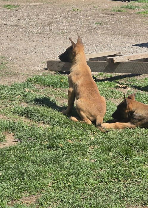 Щенки 2.5 месяц кабельи