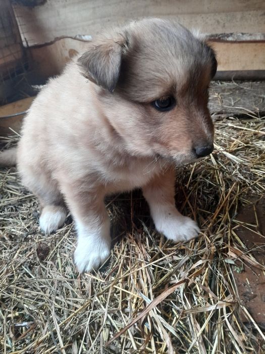 Отдам щенка в хорошие руки