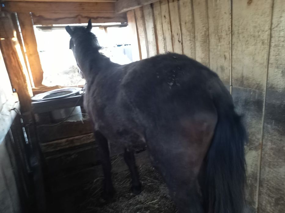 Продам       тай