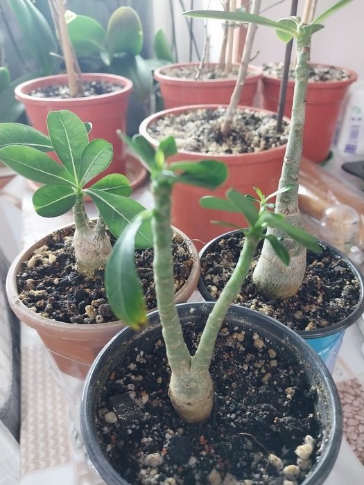 Комнатные цветы,домашние