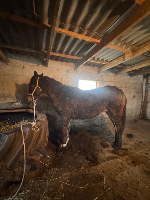 Палтарашка сатылады 1,5 жасар