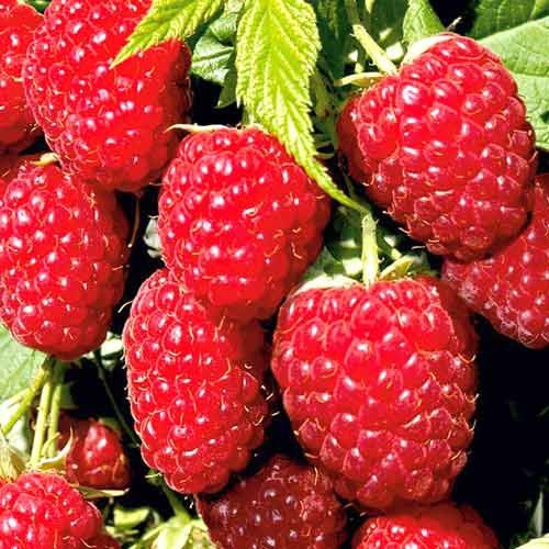 Arbusti Fructiferi (Zmeur Rosu )