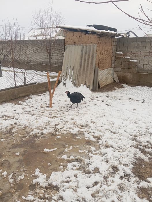 Птицы индюки гибрид