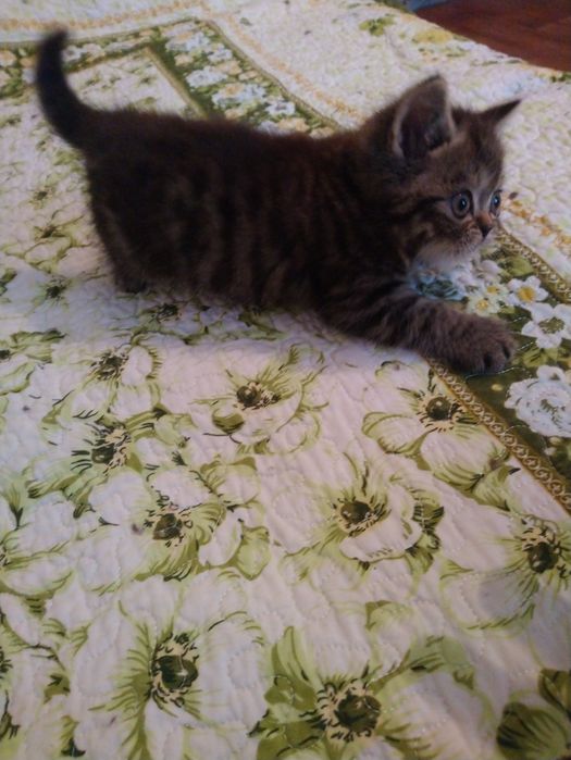 Продам котёнка экзот