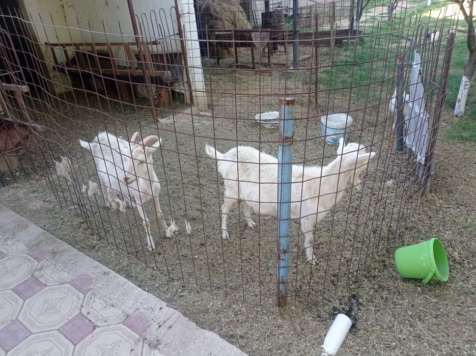 Сауынды ешкі екі лағымен, лақтары ұрғашы