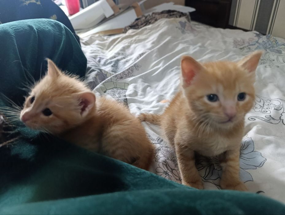 Отдаём кошку и котят в хорошие руки!