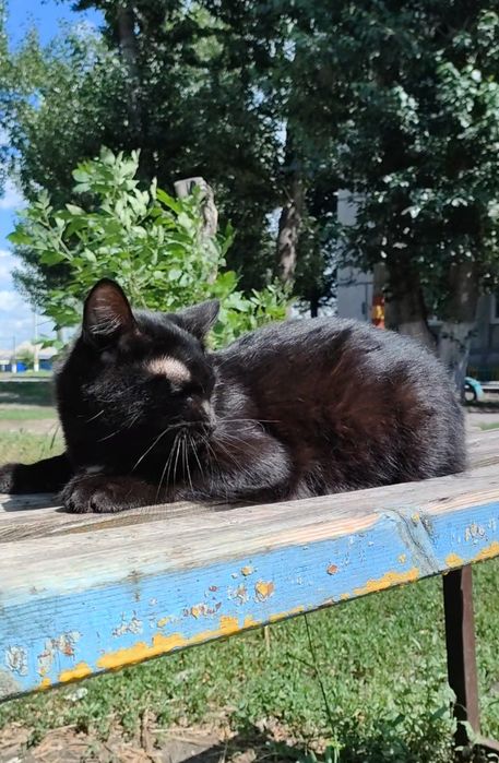 Кот, молоденький, ласковый.