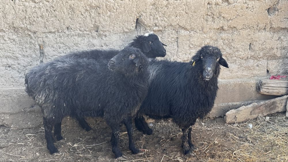 Майда мал, қой сатылады 3 шт