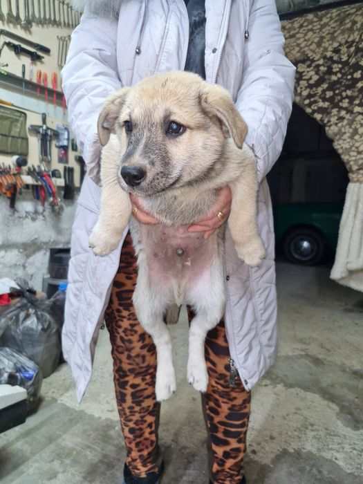 В добрые руки щенята