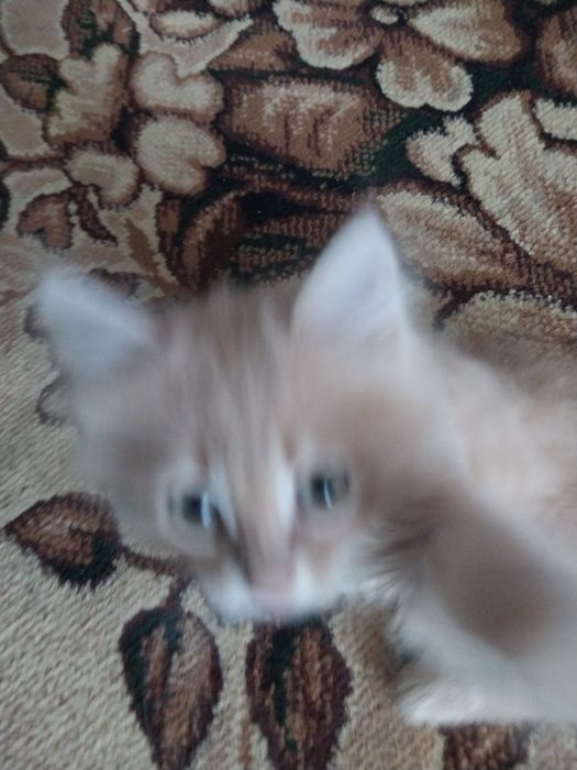 Отдам даром котёнка мальчик.