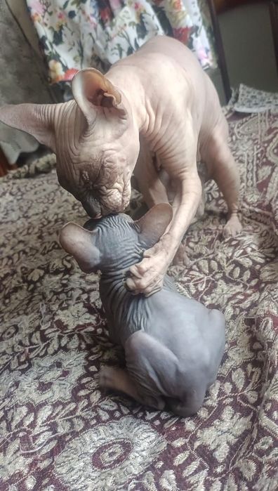 Котята.       сфинкса