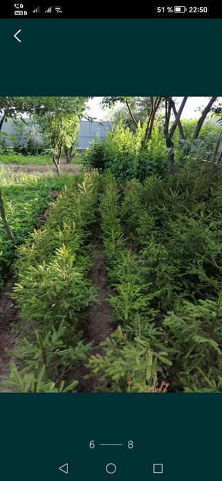 brad pentru evenimente