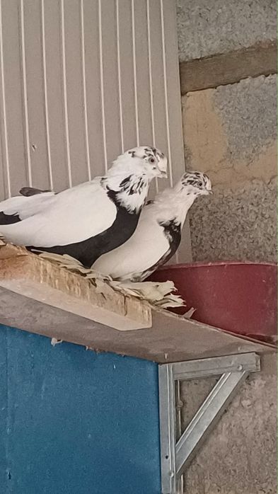 Продам голубей Шымкент