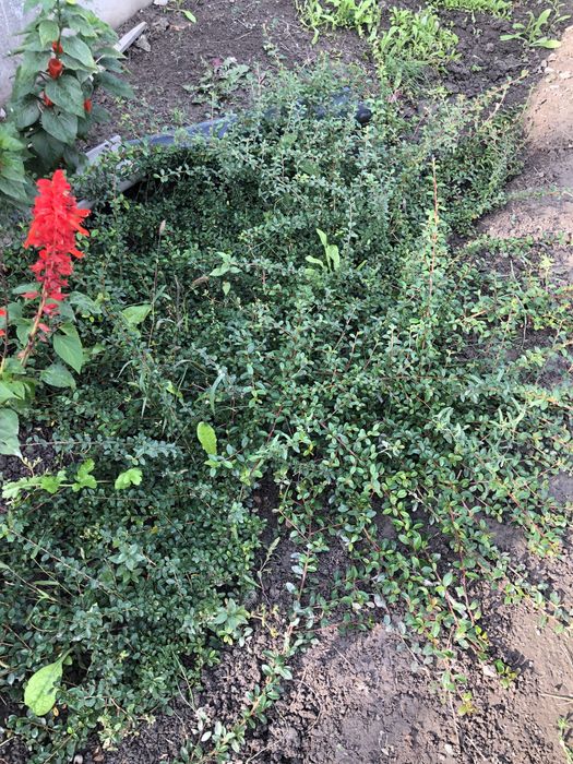 Продам садовые цветы (Байсерке)