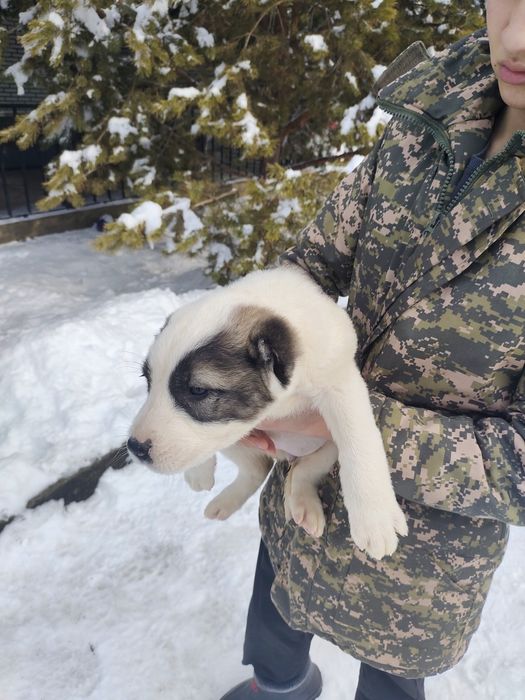 Продам хорошую девочку алабая