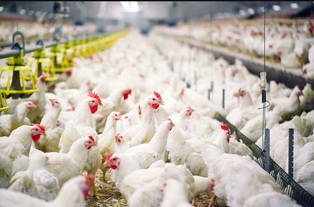 Хлорелла для птицеводство