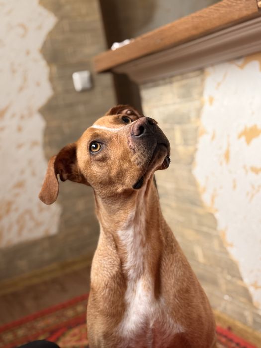 ищем добрые руки для прекрасной девочки