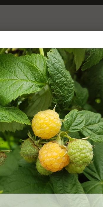 Butasi Zmeura Polona si Citrya, mure si capsuni