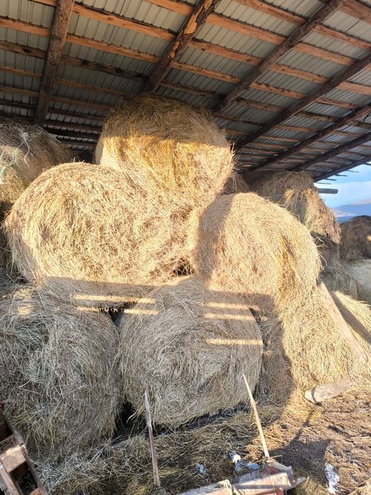 Vand baloti de lucerna si fan