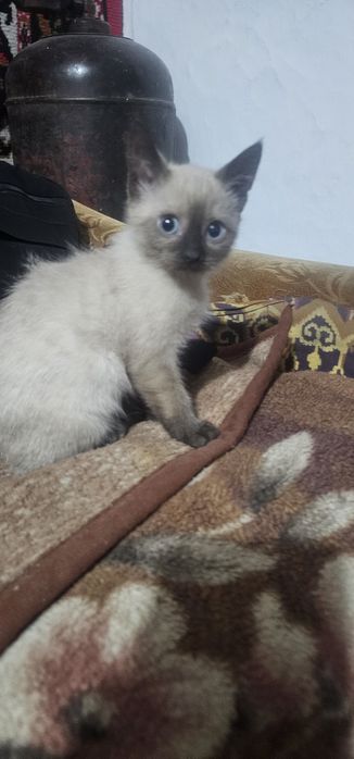 Отдам девочка скотиш страйд