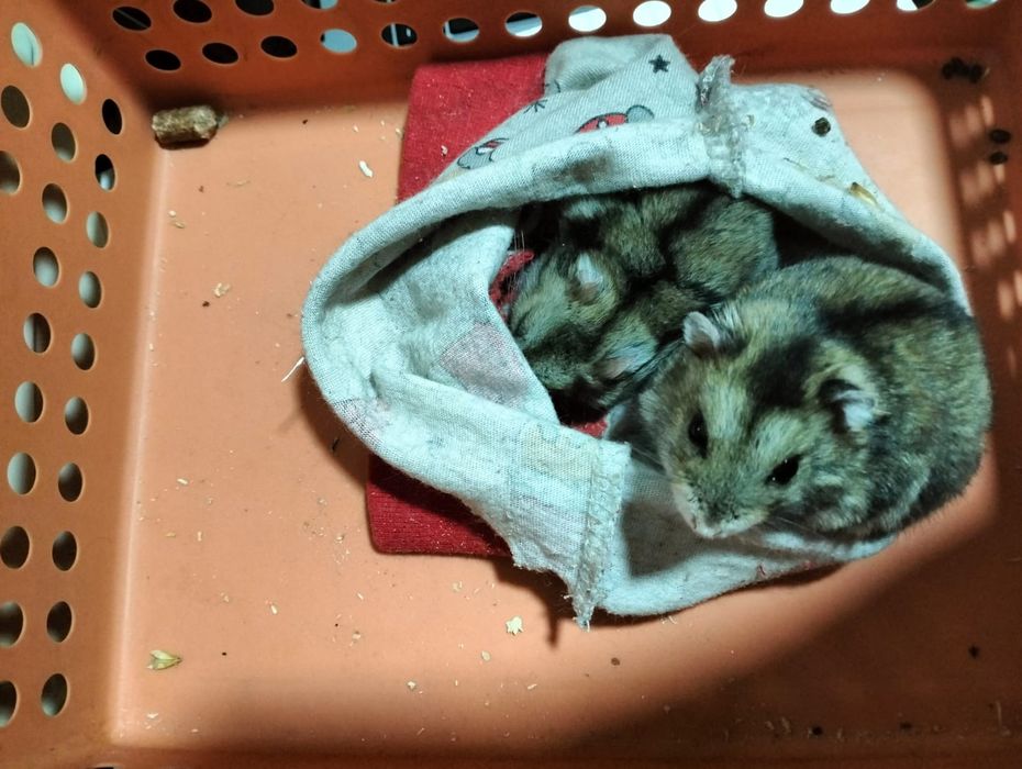 Хомяки отдам в хорошие руки