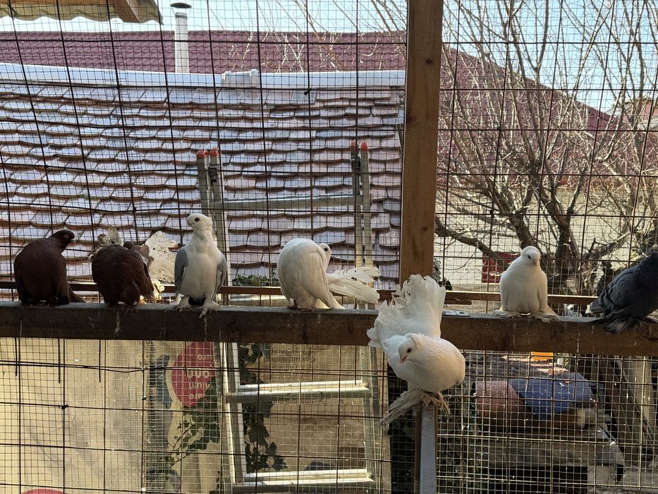 Porumbei ornament diferite rase