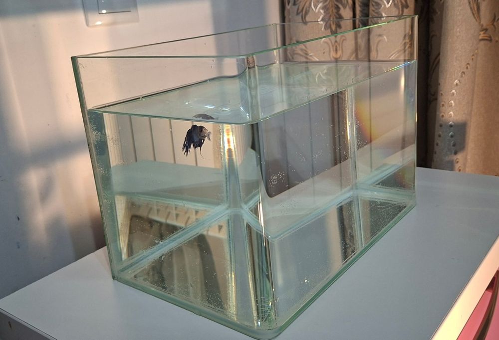 Acvariu de aproximativ 12 litri