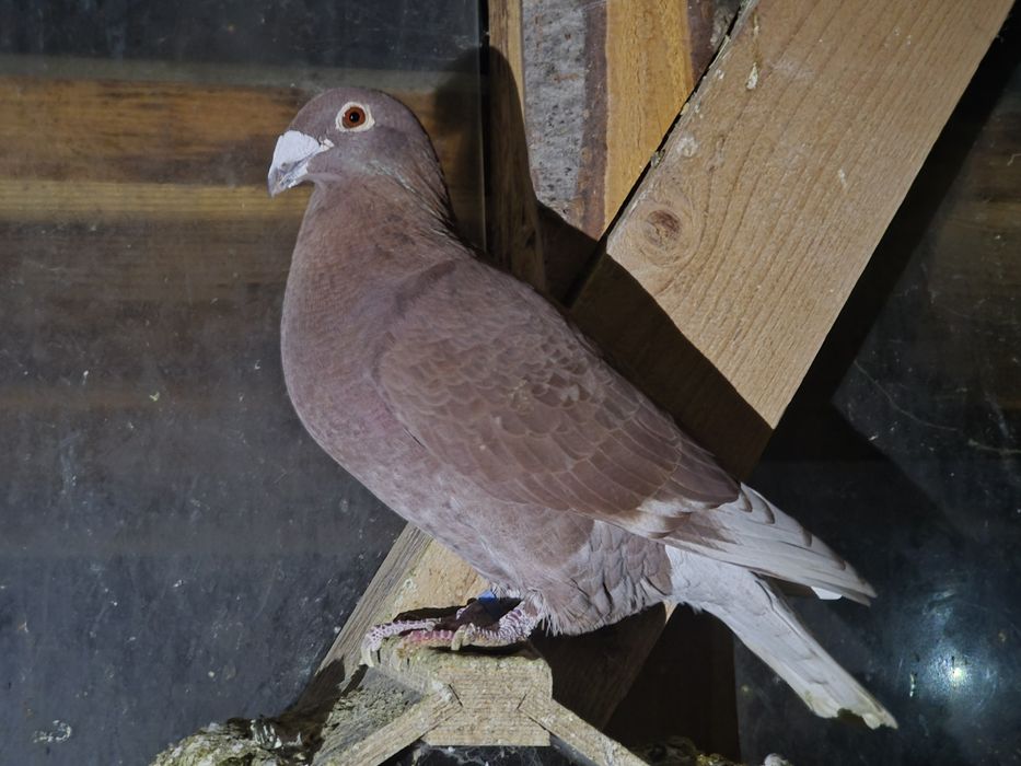 Voiajori căpăciți, porumbei de vânzare, Voiajori listi, voiajori albi