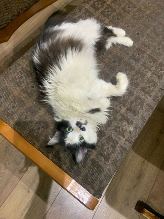 Отдаю в хорошие руки!!!