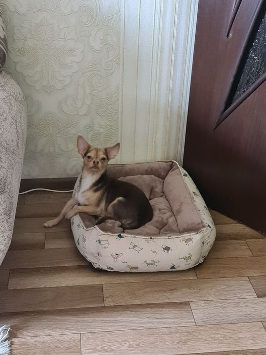 Собачка в добрые руки