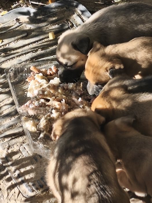 Щенки _ в добрые руки