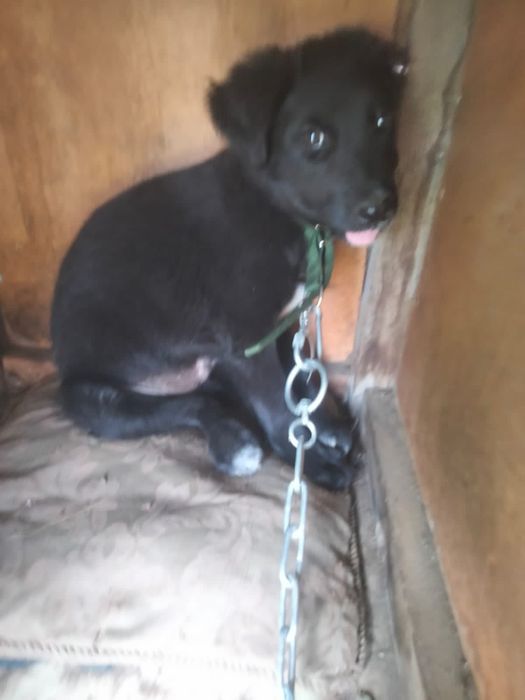 Щенки в добрые руки! Есть девочки и мальчики.