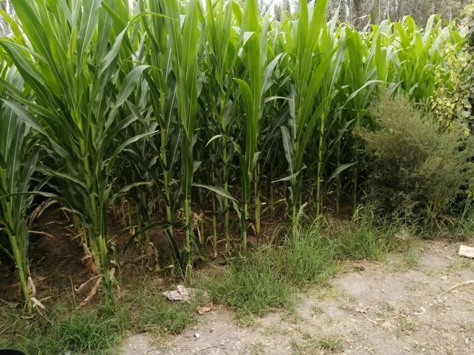 Уй сотилади катта хонадон