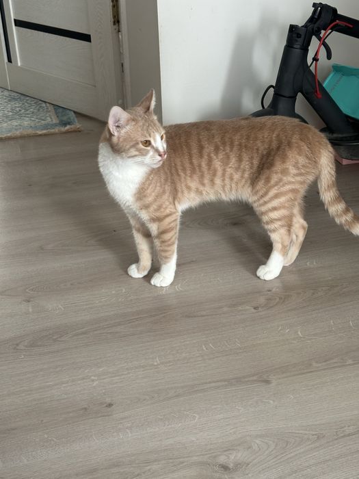 Мысықты мейірімді адамдарға береміз!