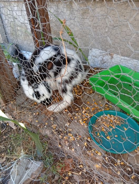 Iepuri de vânzare preț 120 lei amândouă