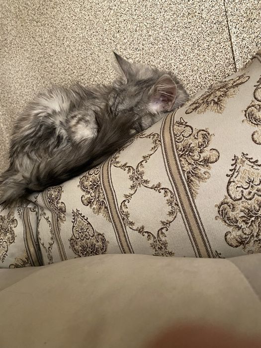 Отдам кошечку в добрые руки