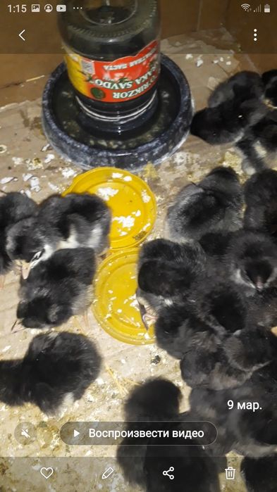 Кора шахзода тухум ва жожалари