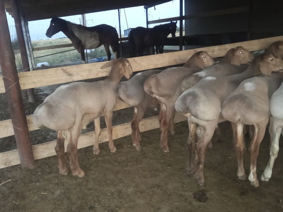 20 бас кошкар бар