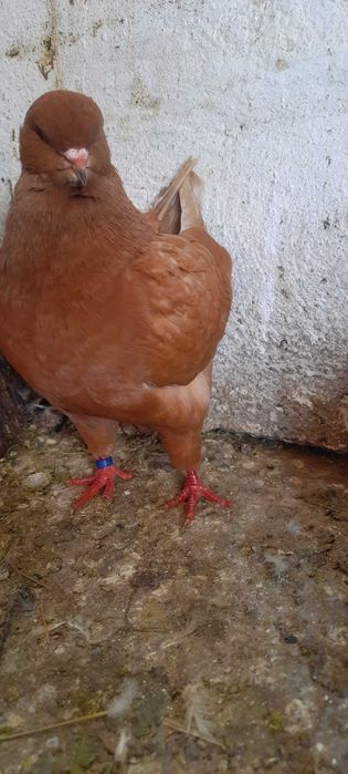 Porumbei king perechi