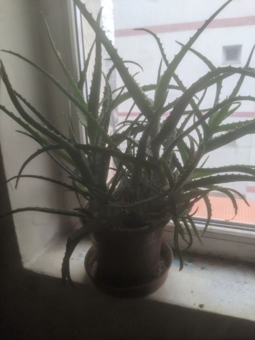 Vând Ghiveci Aloe