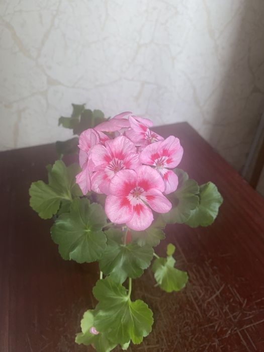 Герани цветущие комнтаные растения