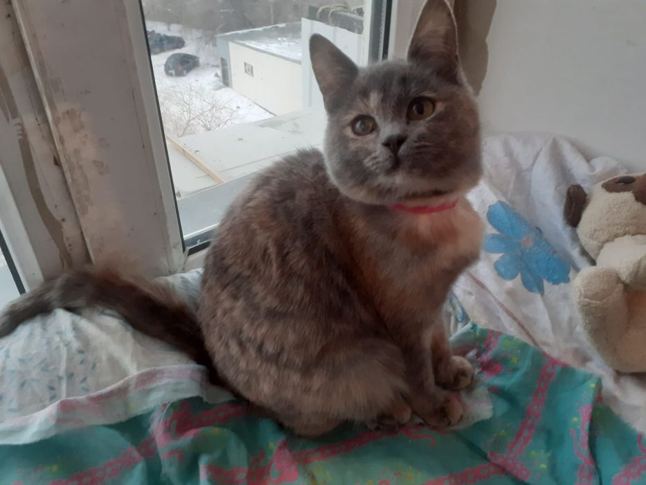 Кошечки ищут дом