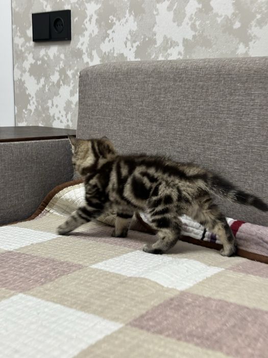 Шотландская кошка шотландский
