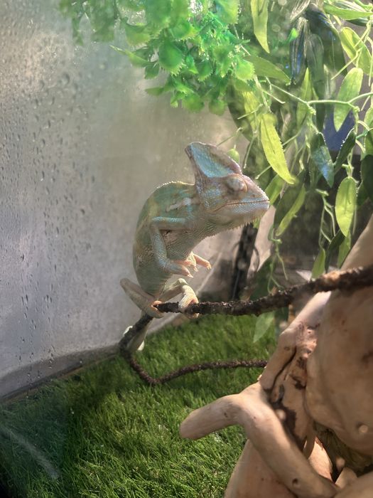 продам йеменского хамелеона