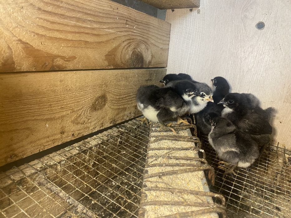 Pui de gsina rasa  australorp